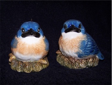 goanib bluebirds 2_5.jpg
